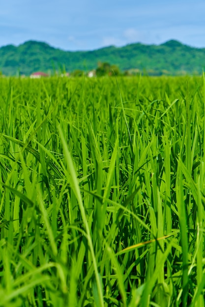 Impressive landscape green rice field with mountains in the background.