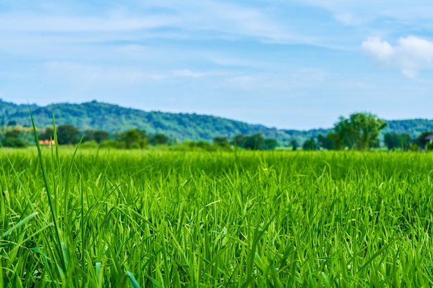 Foto campo di riso verde paesaggio impressionante con le montagne