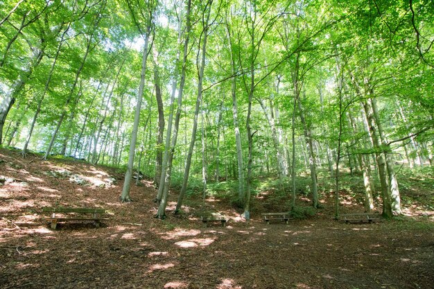 Impressive trees in the forest Fresh green spring time Bottom view