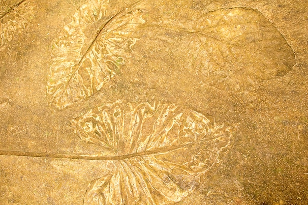 The imprint leaf on cement floor background,ground texture\
background