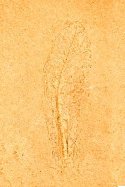 The imprint leaf vegetable on cement floor background,ground\
texture background