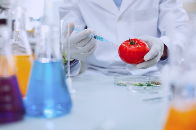 Improving quality. Intelligent professional biologist wearing a uniform and testing tomatoes