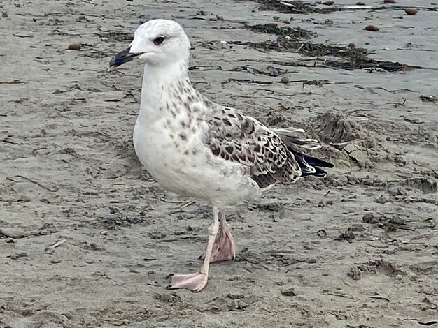 Foto gabbiano impudente su una spiaggia sabbiosa