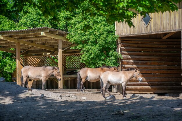 In de dierentuin rust een kudde paarden