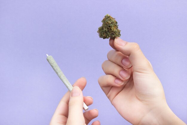 in de hand van een vrouw droge knop medische marihuana en cannabis joint op licht paarse achtergrond kopieerruimte