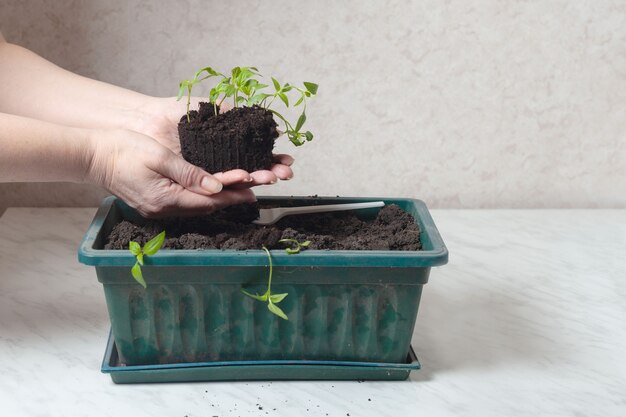 In de handen van vrouwen is er een lage zaailing van peper. Vlakbij staat een bak waarin planten worden geplant