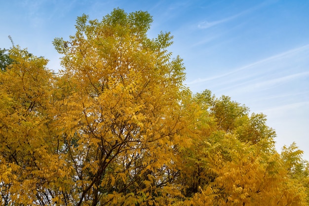 In de herfst staan oude gebouwen en boogbruggen in Yingze Park, Taiyuan