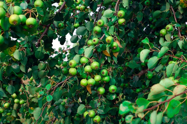 In de herfst zijn de appels van de boom gevallen en liggen ze op de grond