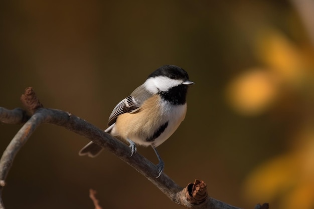 In de herfst zit een vogel op een tak.