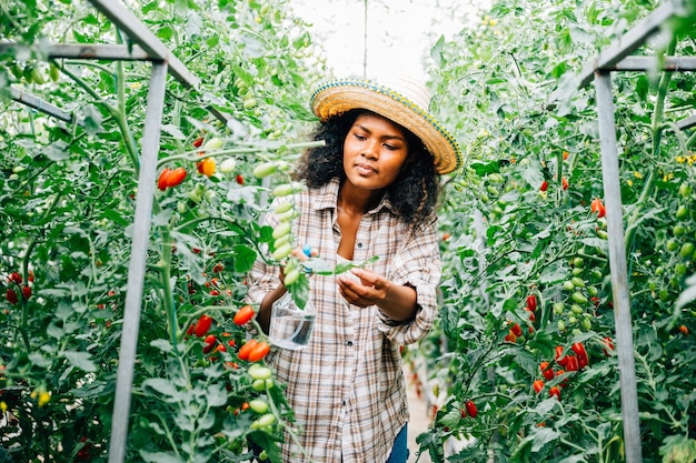 In de kas zorgt een zwarte vrouwelijke boer voor tomatenzaailingen, spuit water voor groei en verzorging, houdt een fles vast en zorgt voor plantbescherming en versheid in deze buitenboerderij.