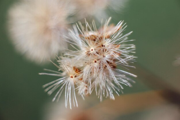 In de late herfst zwaait een takje gras met de overblijfselen van droge pluizige bloemen in de wind