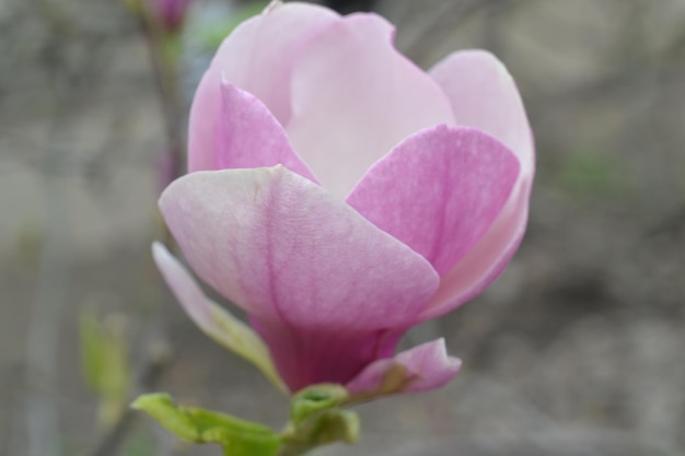 In de lente bloeit een roze magnoliabloem.