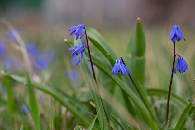 In de lente in het bos in het wild bloeit sneeuwklokje bifoliate Scilla bifolia