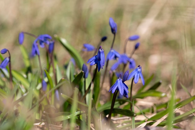 In de lente in het bos in het wild bloeit sneeuwklokje bifoliate Scilla bifolia