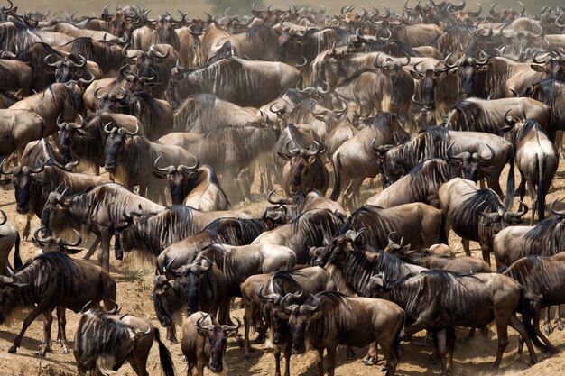 In de savanne staan gnoes. Grote migratie. Kenia. Tanzania. Masai Mara Nationaal Park.