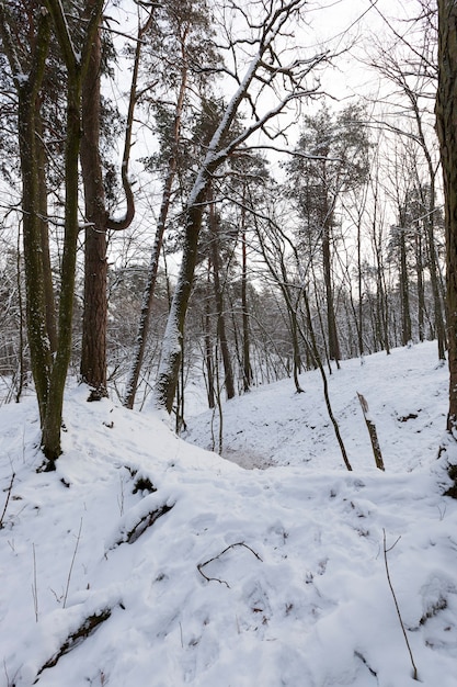 In de sneeuw, loofbomen in het winterseizoen, koud winterweer in de natuur na sneeuwval en vorst, loofbomen van verschillende rassen na sneeuwval in het park