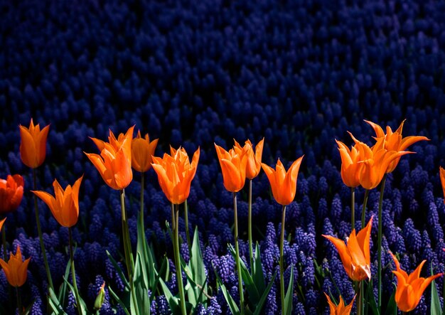 In de tuin bloeien kleurrijke tulpbloemen