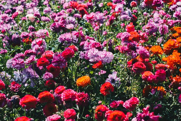 In de tuin bloeien kleurrijke tulpbloemen