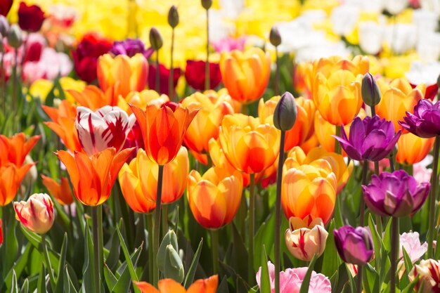 In de tuin bloeien kleurrijke tulpbloemen