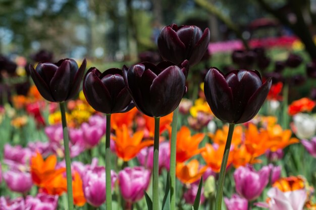 Foto in de tuin bloeien kleurrijke tulpbloemen