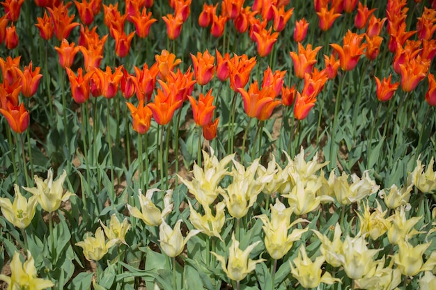 In de tuin bloeien kleurrijke tulpbloemen