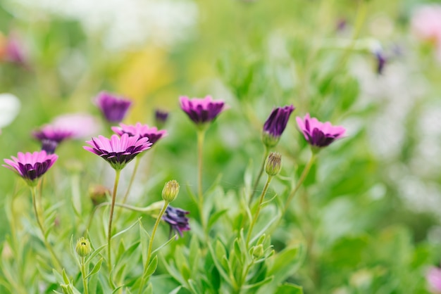 In de tuin groeien lila bloemen van osteospermum