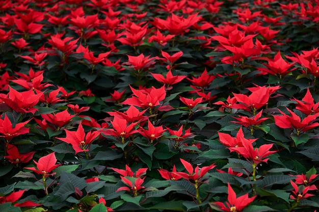 In de tuin groeien veel felrode kerststerbloemen met donkergroene bladeren