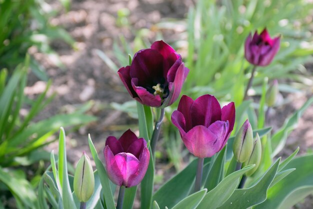 In de tuin groeien verschillende donkerpaarse tulpenbloemen