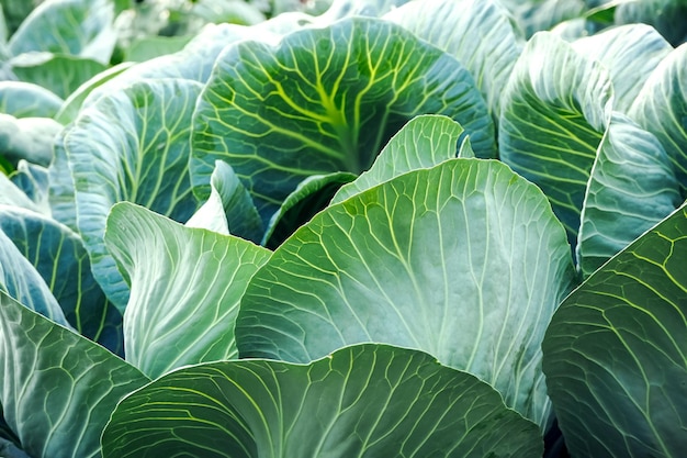 in de tuin groeien witkopkoolbladeren. teelt van koolconcept