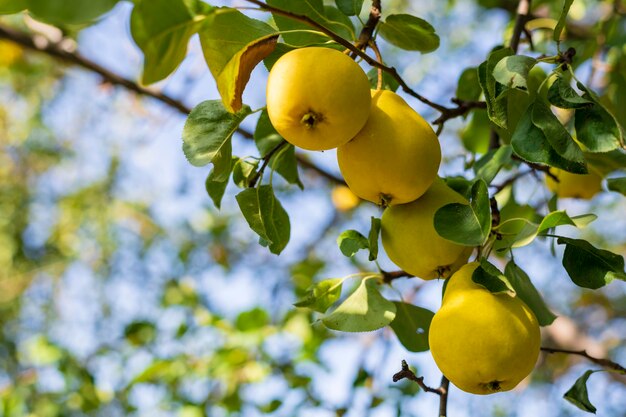 In de tuin hangen gele peren aan een boomtak Selectieve focus op een peer tegen een achtergrond van bokeh