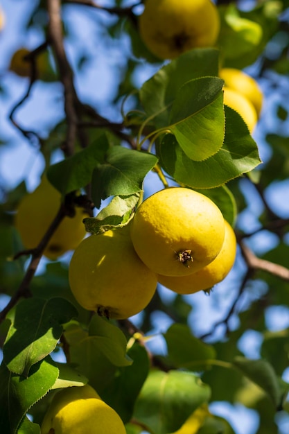 In de tuin hangen gele peren aan een boomtak Selectieve focus op een peer tegen een achtergrond van bokeh