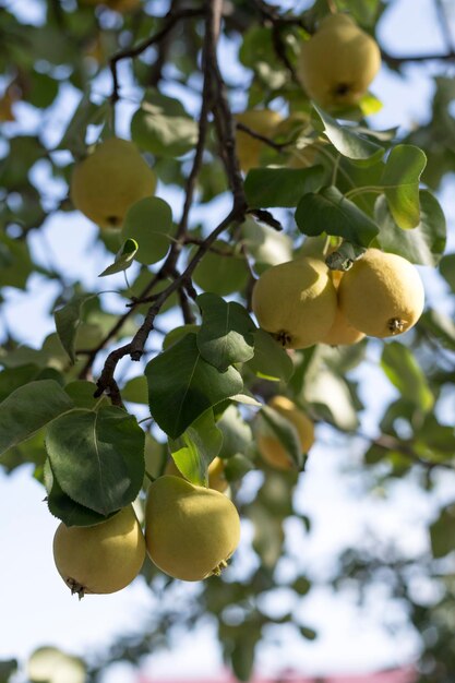 In de tuin hangen gele peren aan een boomtak Selectieve focus op een peer tegen een achtergrond van bokeh