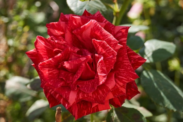 In de tuin van het landhuis bloeien rozen. Herfst.