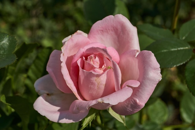 In de tuin van het landhuis bloeien rozen