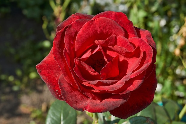 In de tuin van het landhuis bloeien rozen