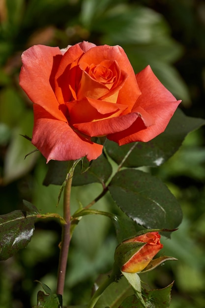 In de tuin van het landhuis bloeien rozen.