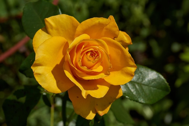 In de tuin van het landhuis bloeien rozen.