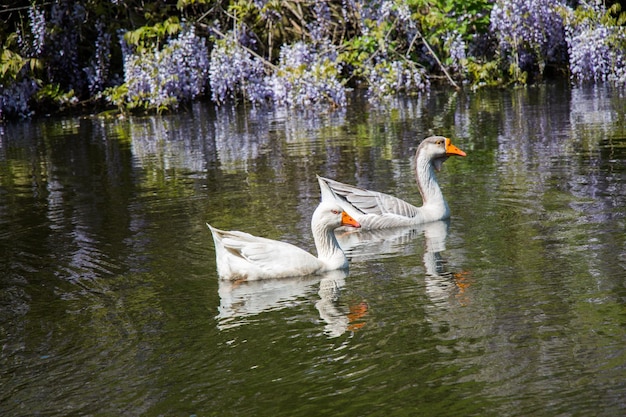 In de vijver leven eenzame zwanen