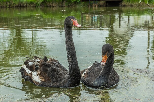 In de vijver zwemmen twee zwarte zwanen met een rode snavel