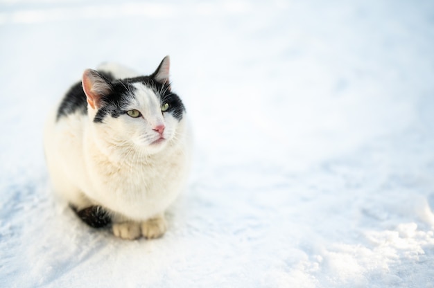 In de winter bevriest een zwerfkat buiten. Een verlaten dier zit in de sneeuw. Portret Verlaten kat bevroren straat