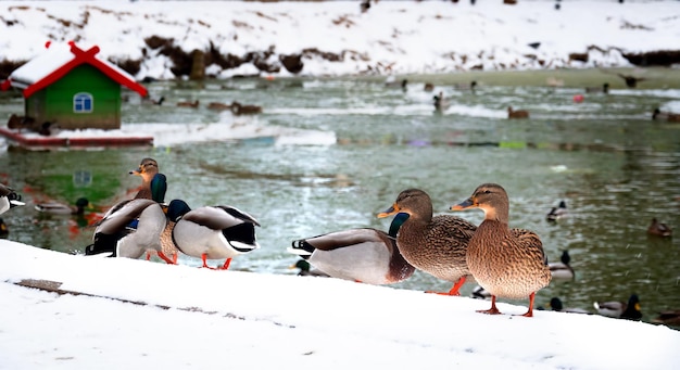 In de winter zwemmen eenden in de vijver