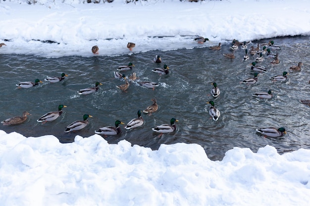 In de winter zwemmen er eenden in de rivier in het openbare park van de stad. Migratie van vogels. Eenden en duiven