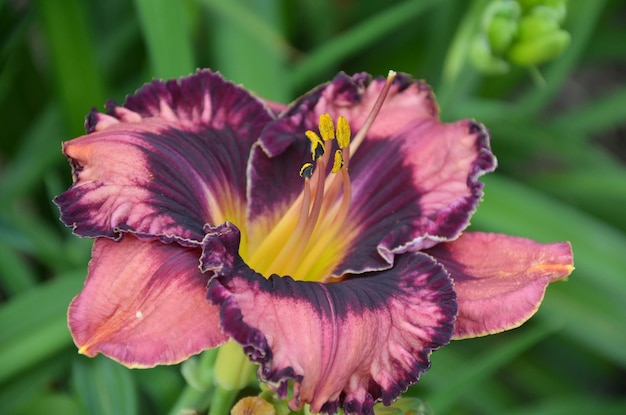 In de zomer bloeit de daglelie in de tuin