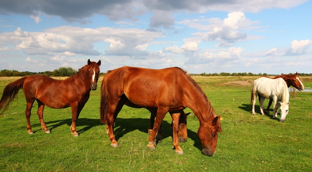 In de zomer grazen mooie landelijke paarden