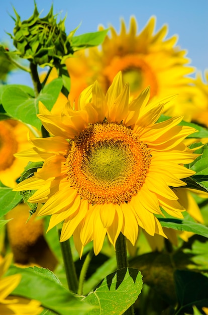 In de zomer ingezaaid met bloeiende zonnebloemen