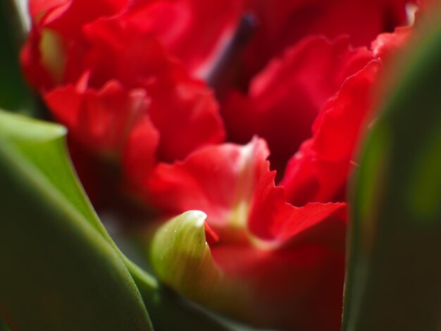 In een bos bloemen zit een rode bloem.