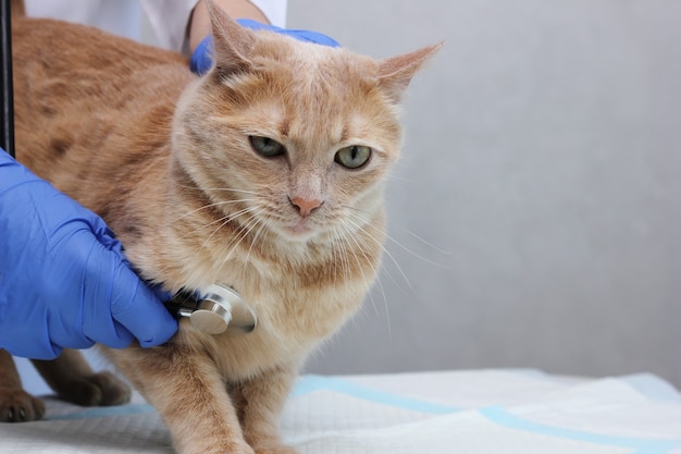 In een dierenkliniek. Een dierenarts luistert naar een rode kat met een stethoscoop. Bij de dierenarts.