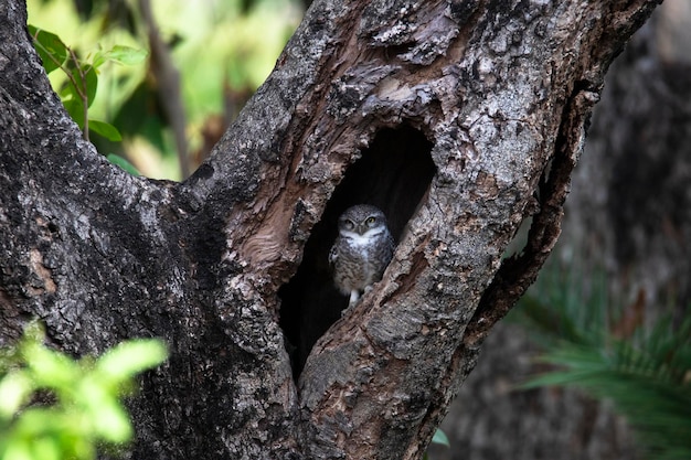 In een holle boom zit een vogel