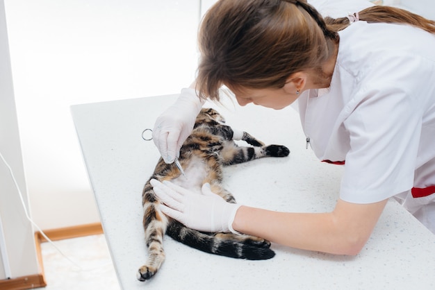 In een moderne dierenkliniek wordt de kat onderzocht en voorbereid op een operatie door zijn buik te scheren. Dierenkliniek.
