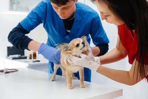 In een moderne dierenkliniek wordt een volbloed chihuahua op tafel onderzocht en behandeld. dierenkliniek